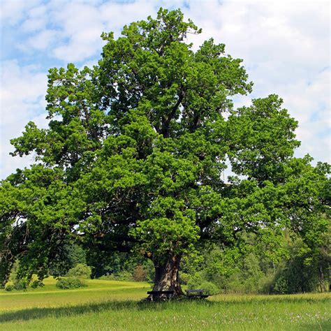 Nuttall Oak Trees. $ 95.00. Buy in monthly payments with Affirm on orders over $50. Learn more. Southern Live Oak Trees are a natural beauty and loved by all wildlife. You can purchase these trees, ready to plant, direct from Wildtree.co.
